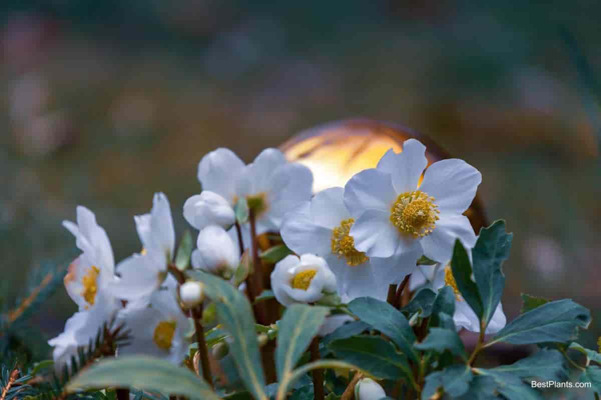 Growing Christmas Rose
