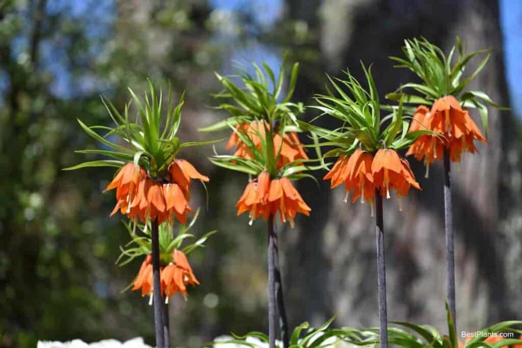 Growing Crown Imperial