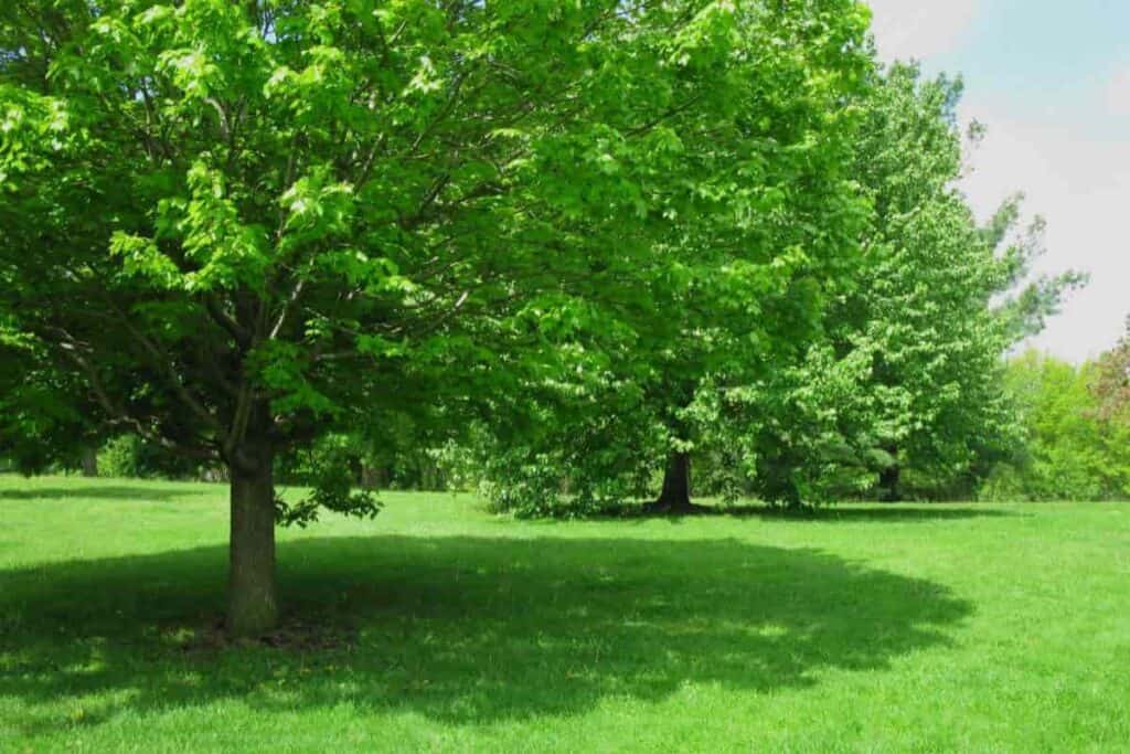 Fast-growing shade tree