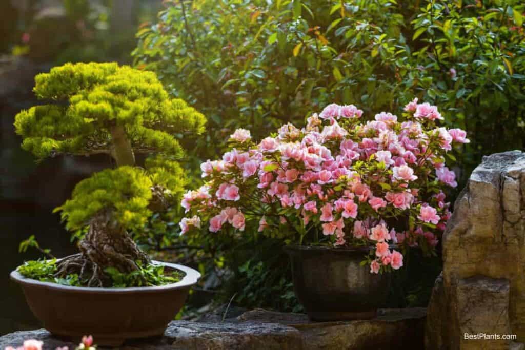 100-year Potted Camellia