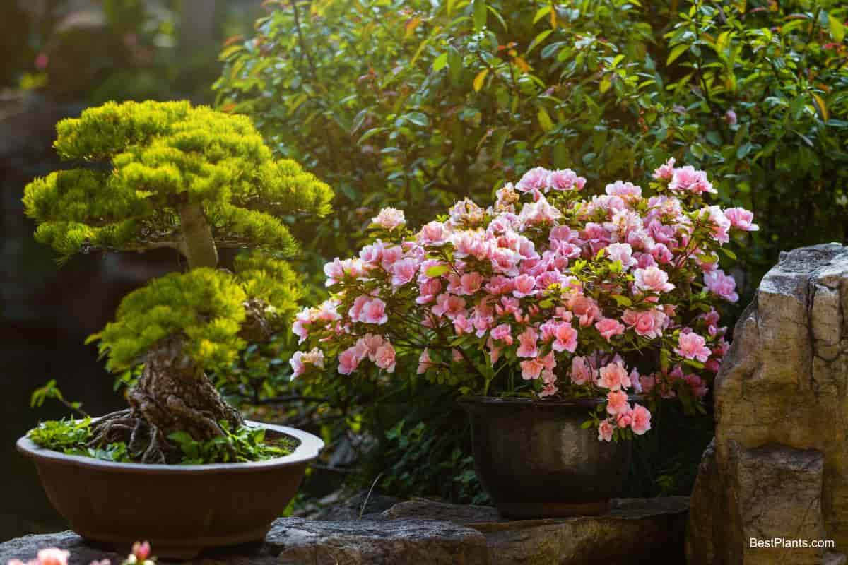 100-year Potted Camellia