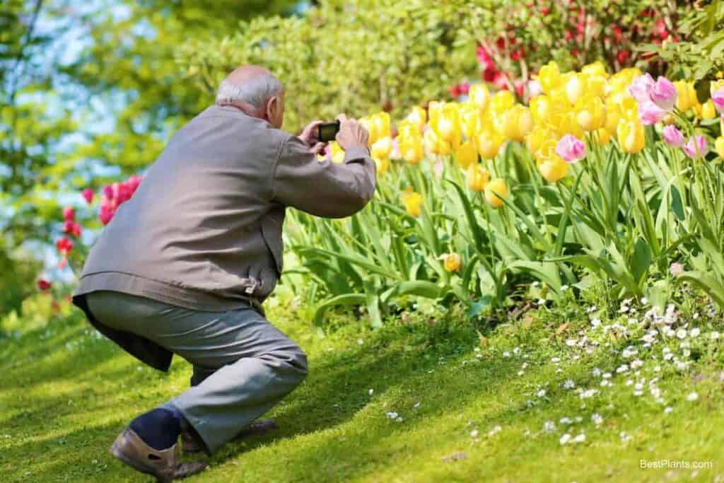 Growing Tulips in the Garden