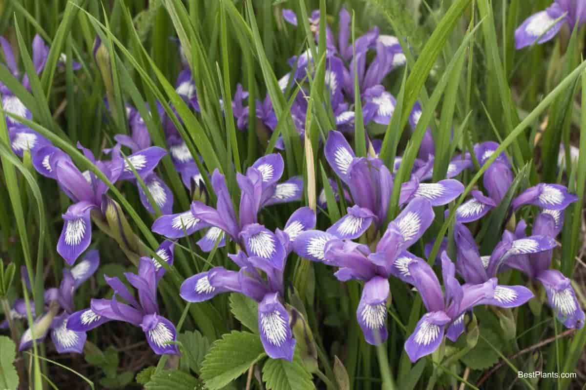 Growing Iris Year-round