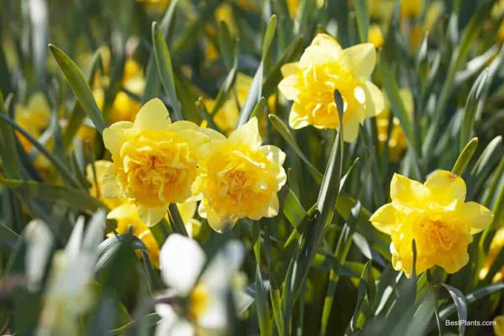 Growing Daffodils For Colorful Garden