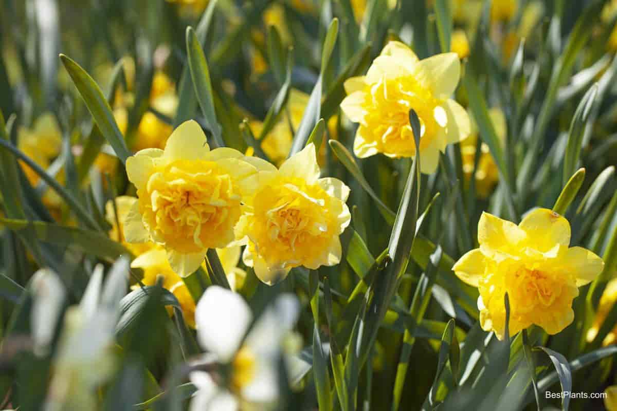 Growing Daffodils For Colorful Garden