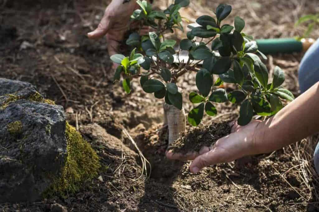 Trees and Shrubs