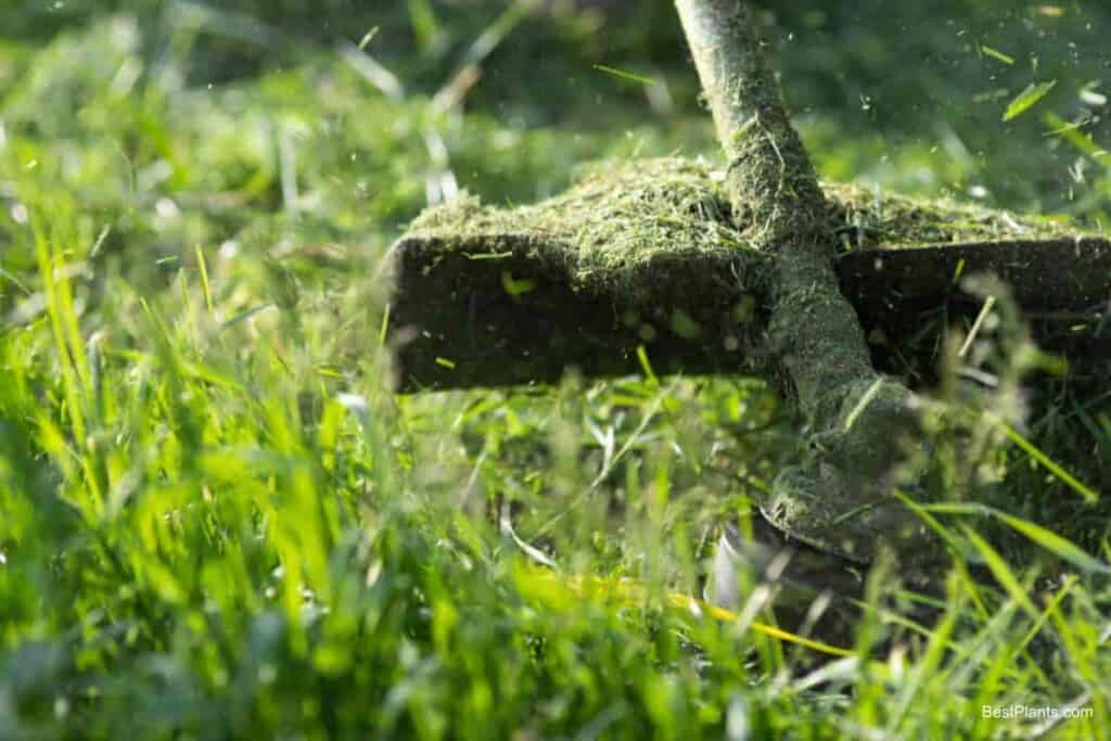 Building a Lawn