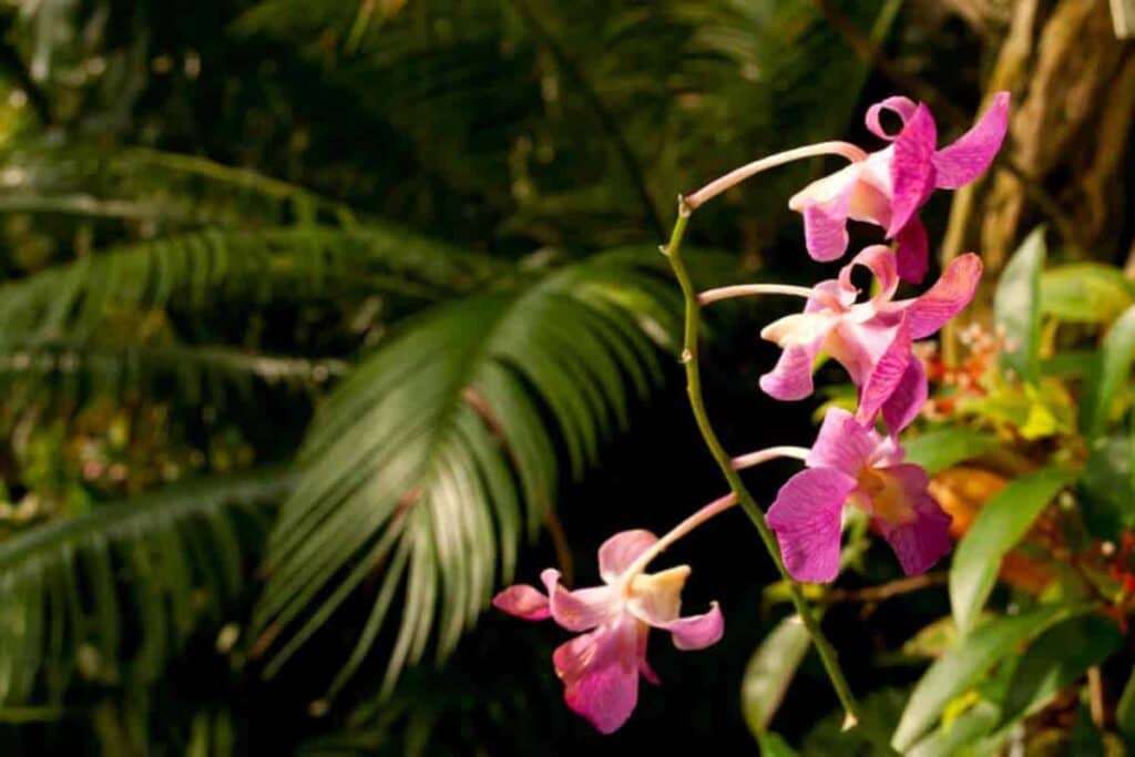 Orchid Hunting