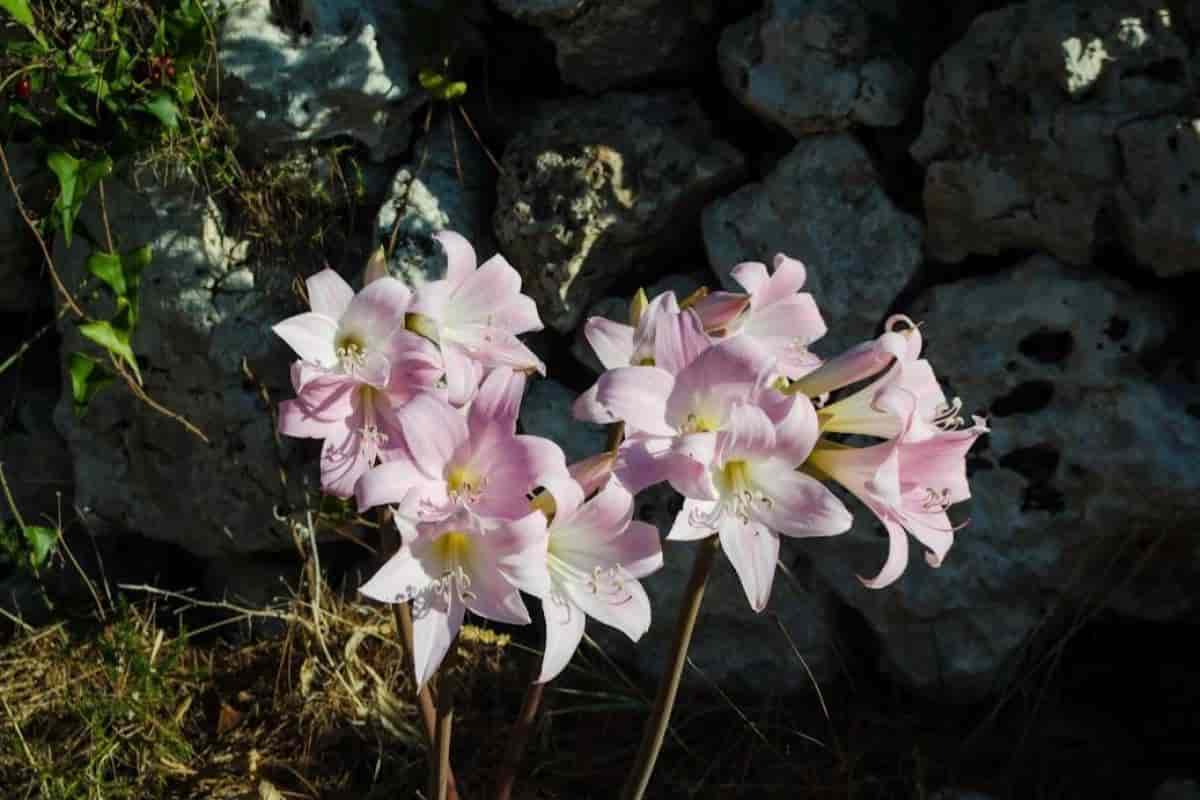 Mystery Lily