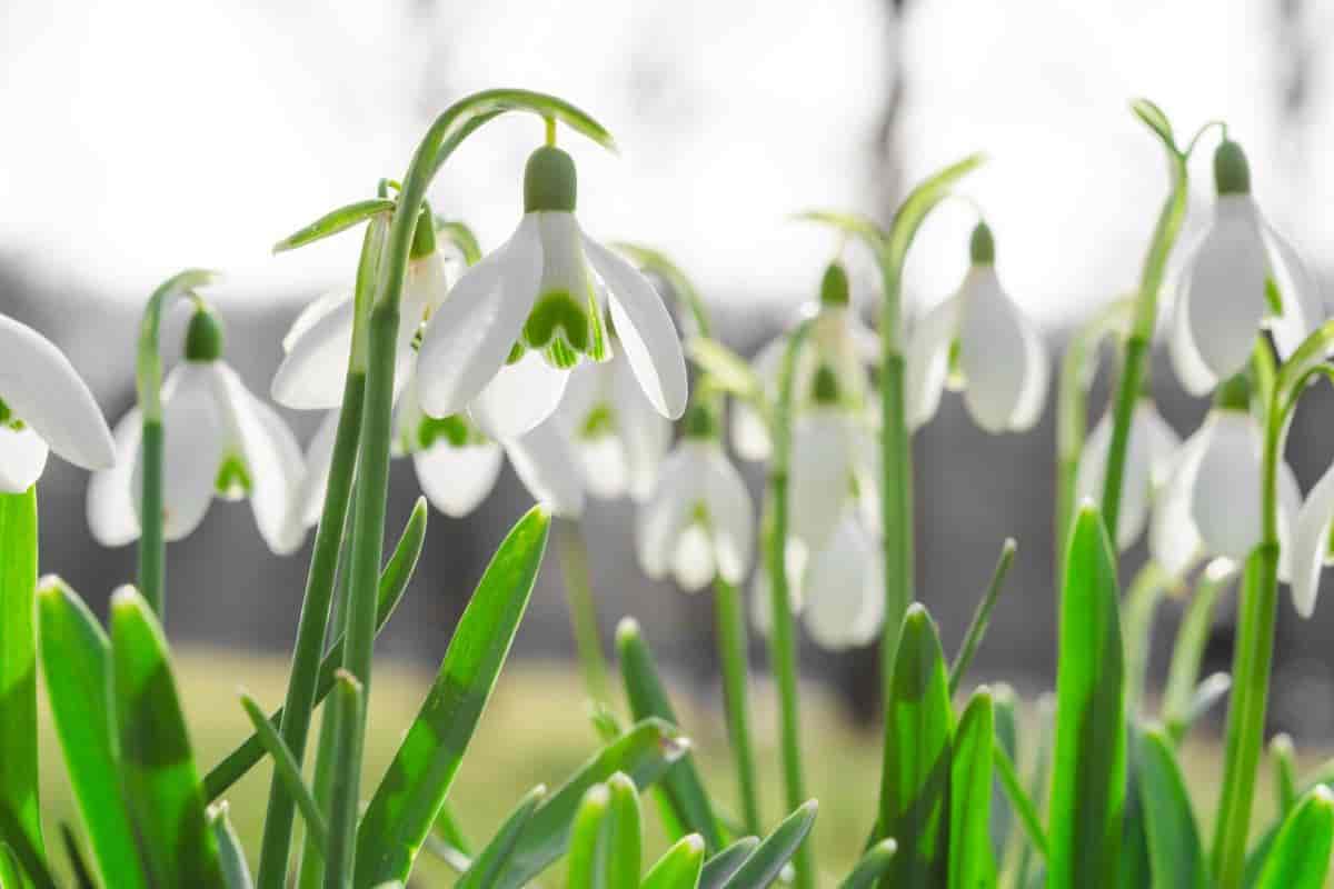 Bulbs of Spring