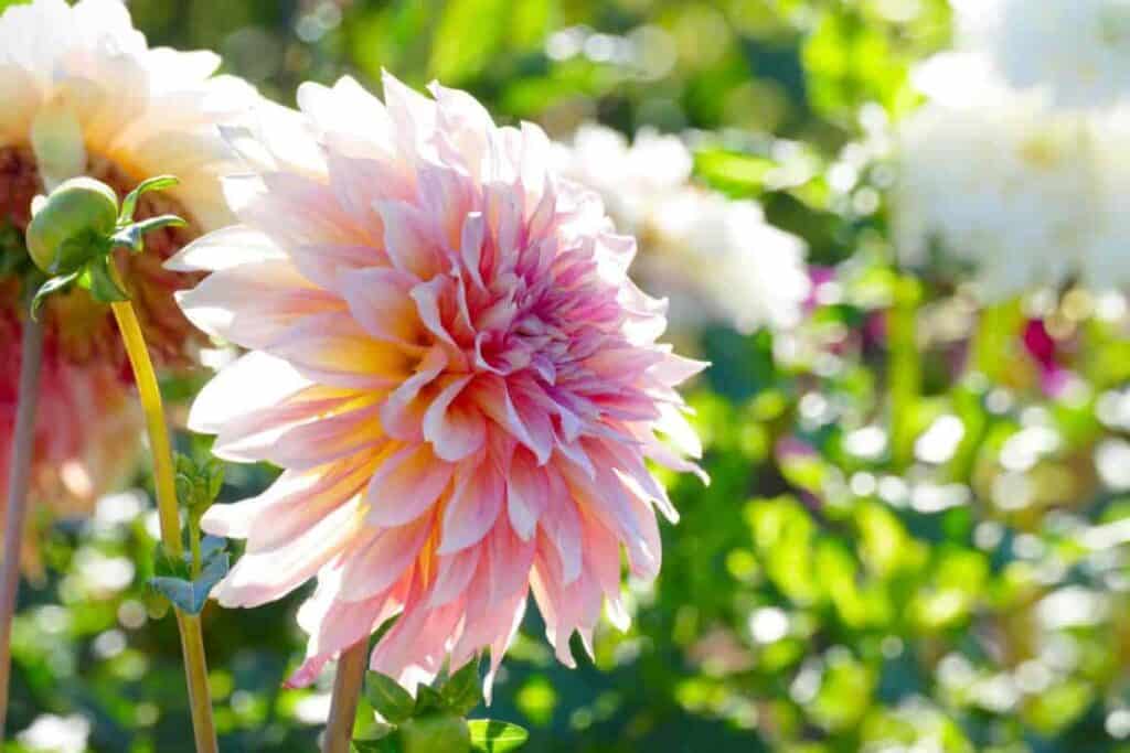 Using Chrysanthemum