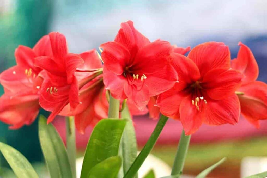 Blooming Amaryllis