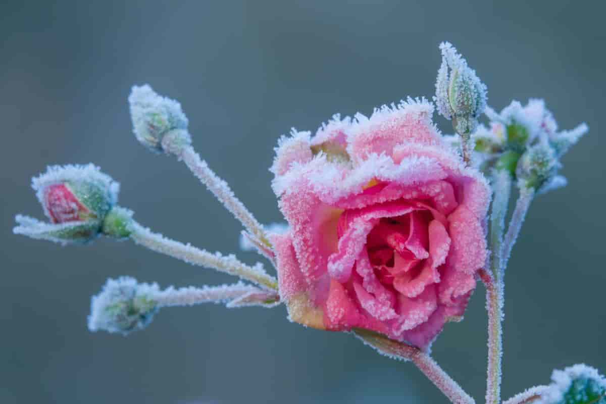 sub zero roses