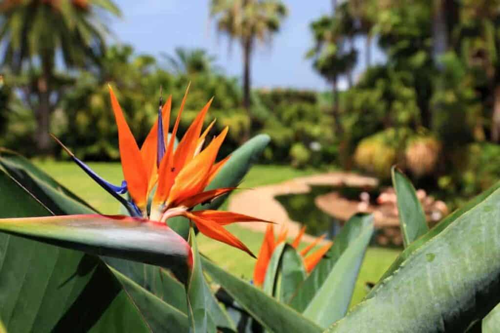 bird paradise strange beauty