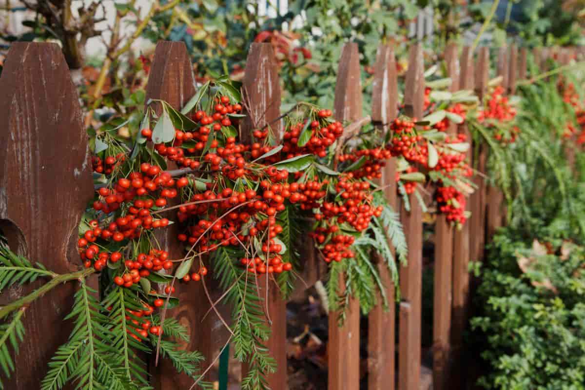 enjoy pyracantha
