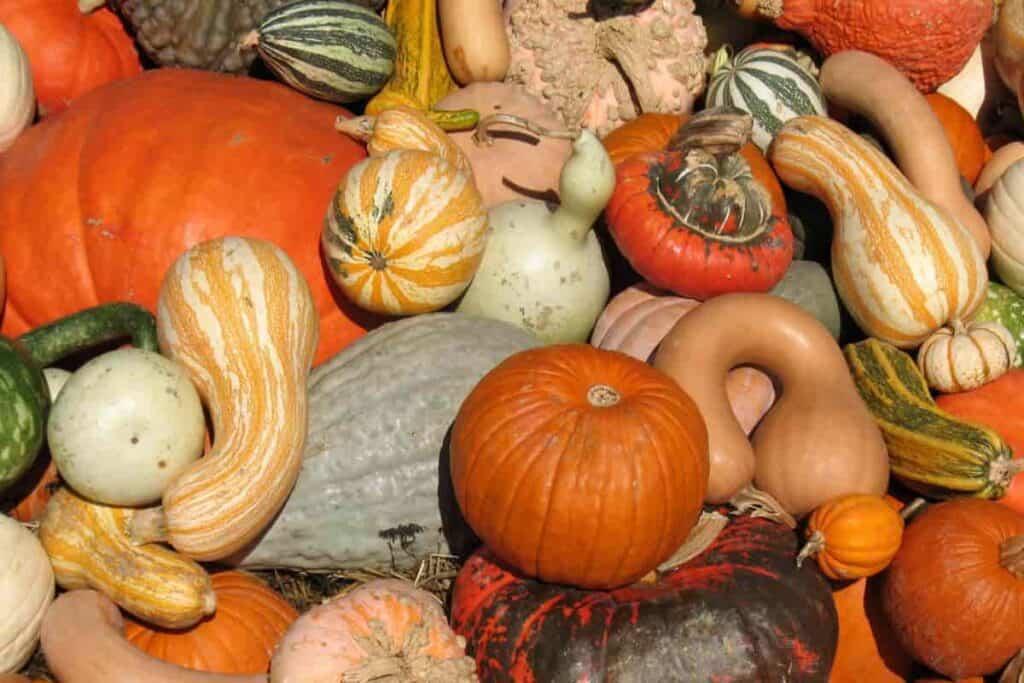 fun with gourds
