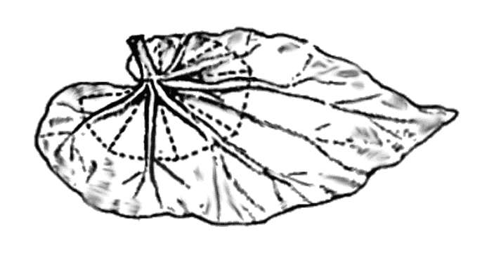 leaf propagation