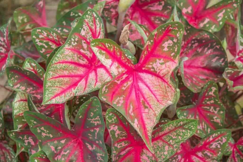 caladiums house plants winter