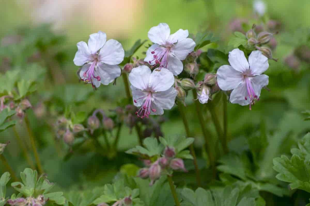 dwarf geraniums