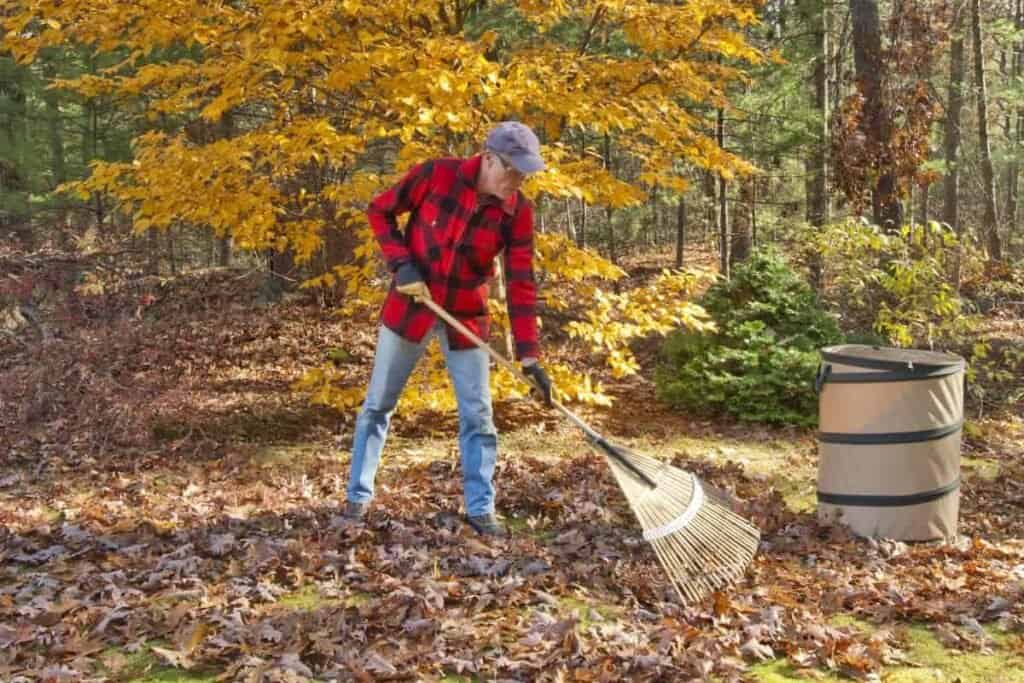 harvest your leaves