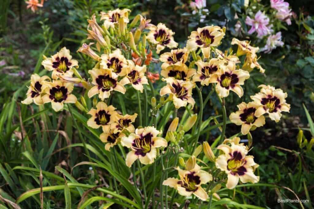 midwest hemerocallis daylily