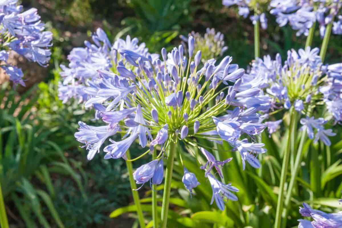Blue Lily