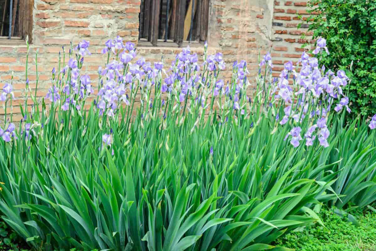 Garden Iris