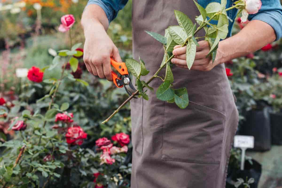 Rose Cuttings