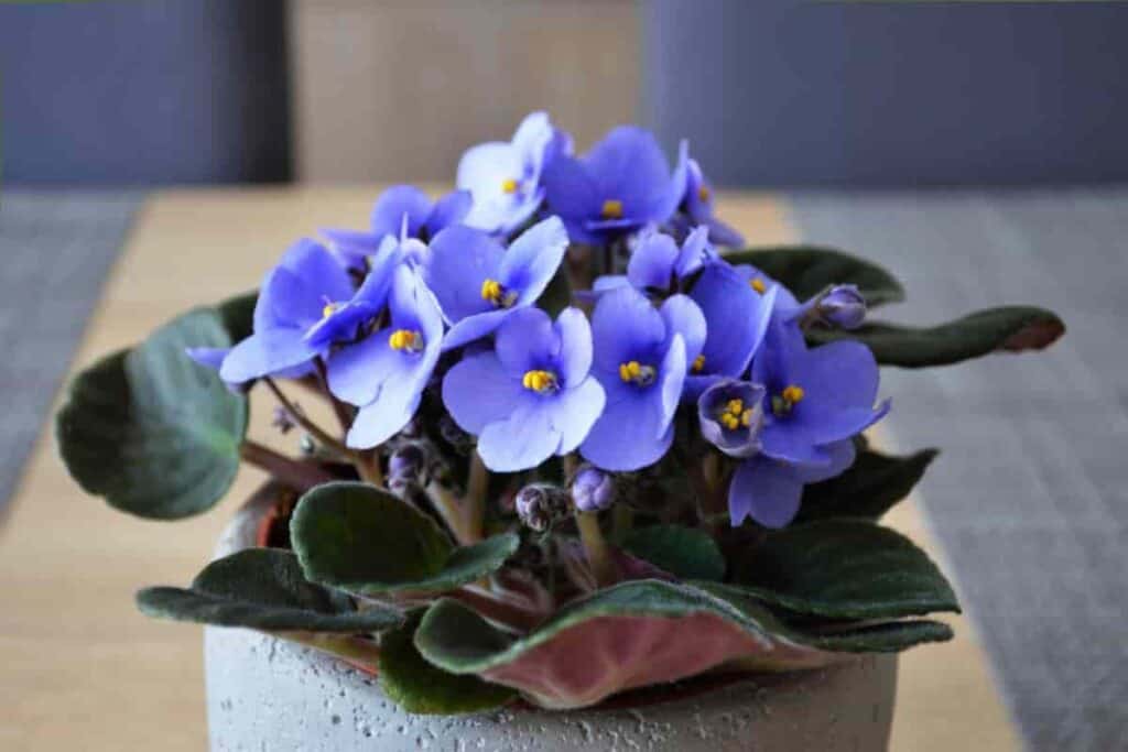African Violets Culture