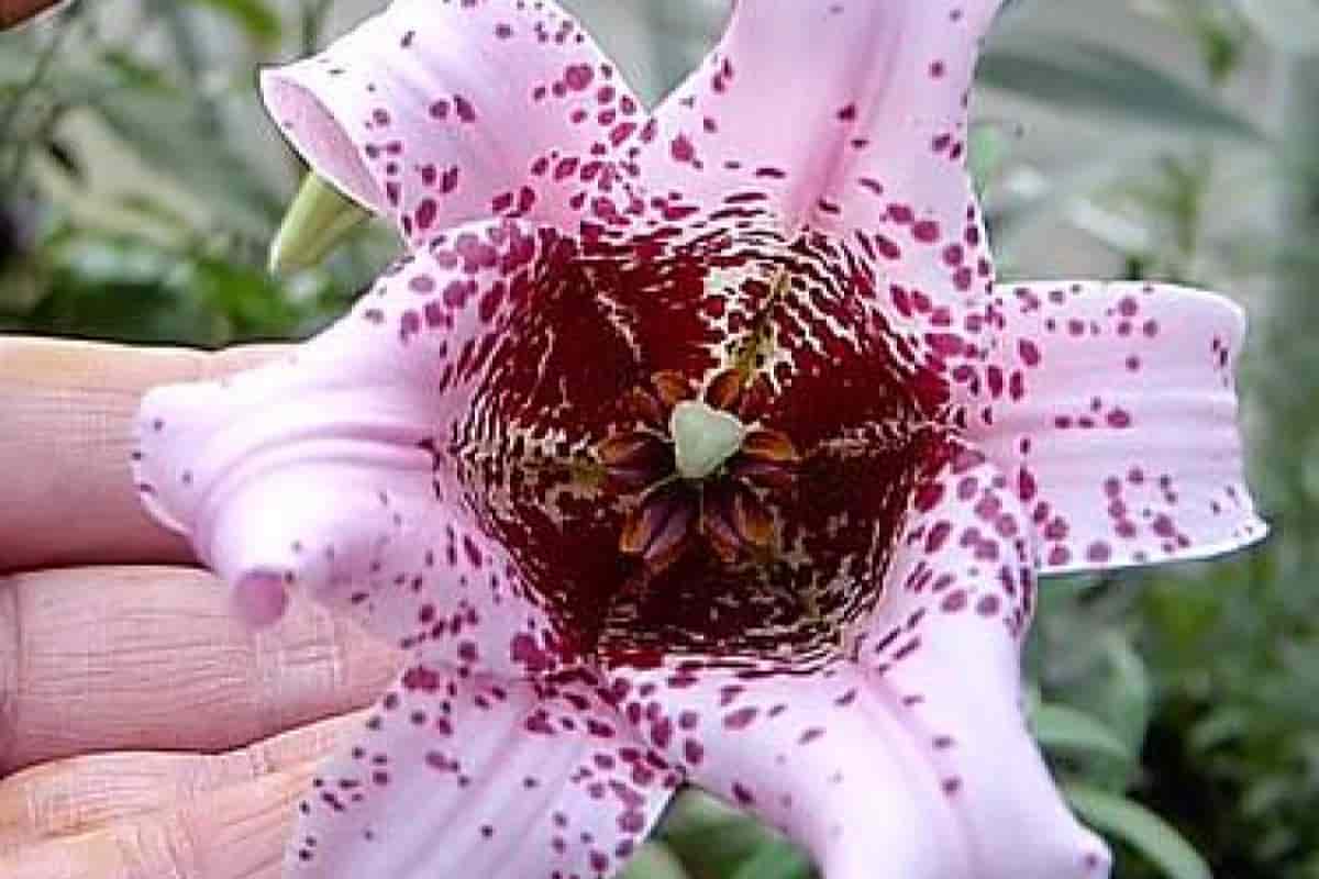 New Lilies