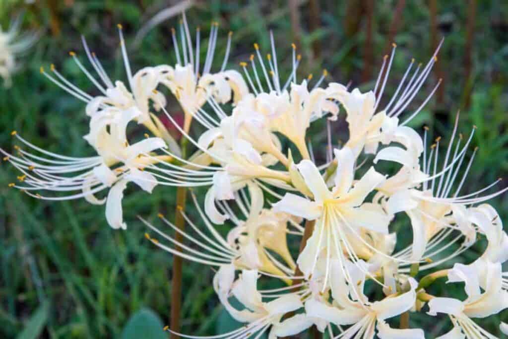 White Amaryllis