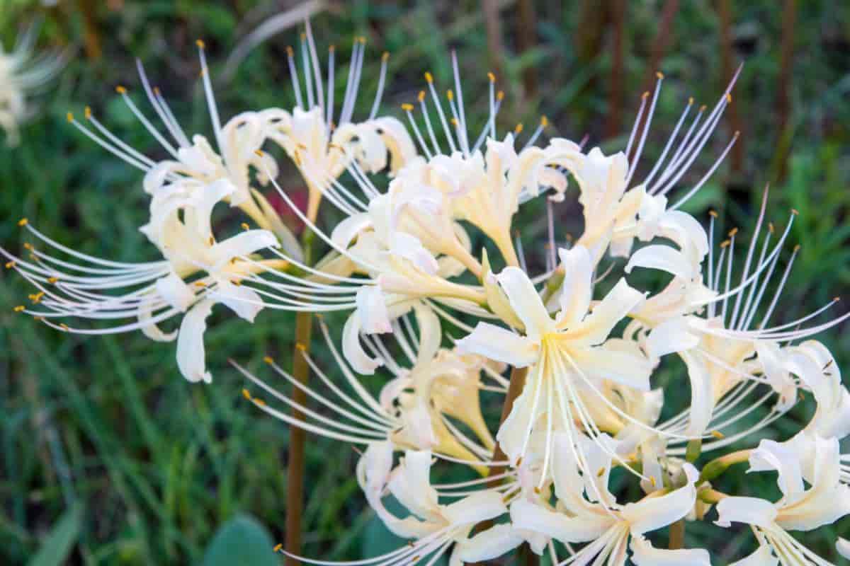 White Amaryllis