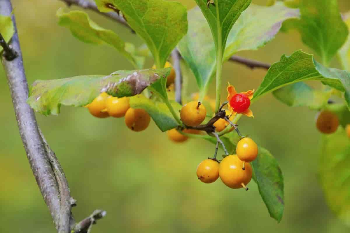 Ornamental Vines