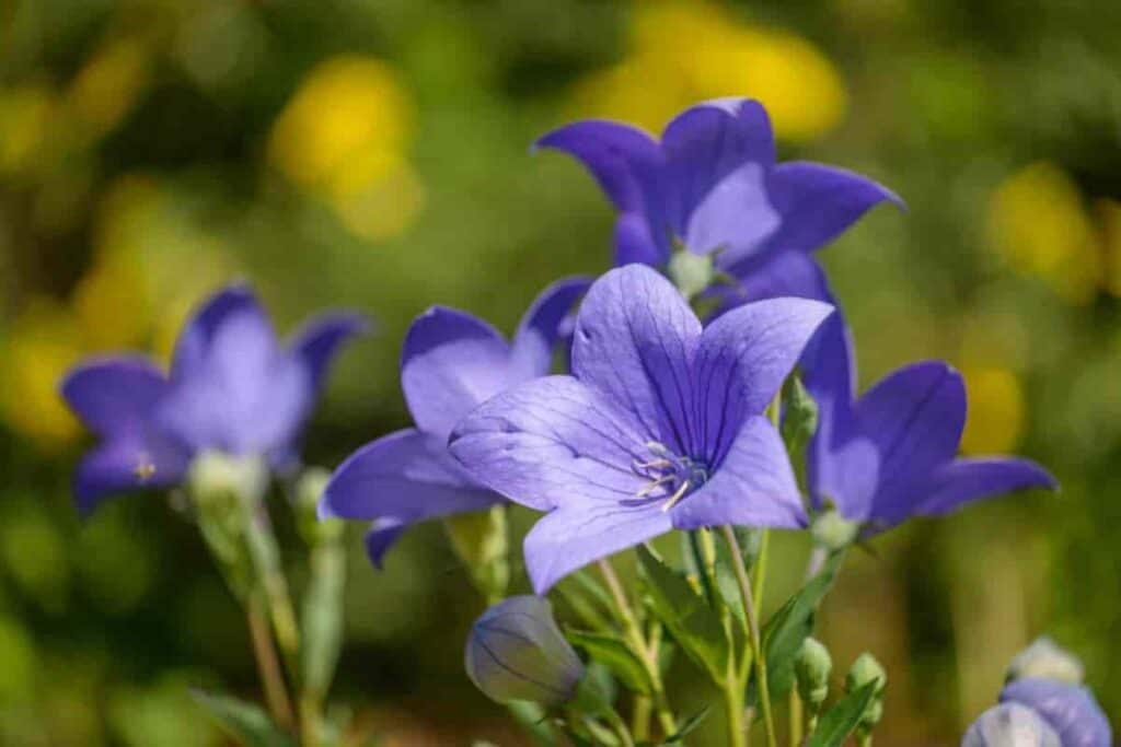 Dictamnus or Platycodon