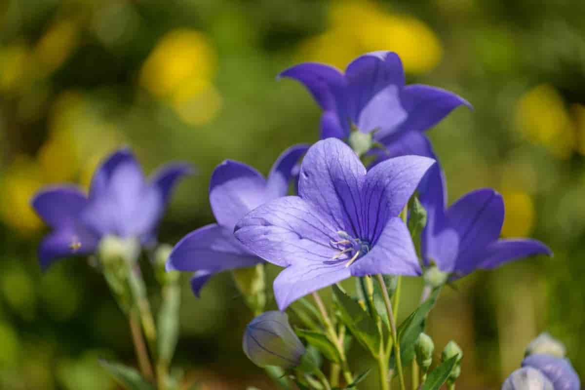 Dictamnus or Platycodon