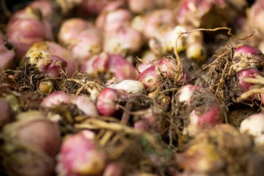 Bulb Planting
