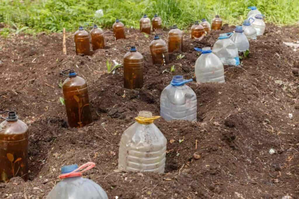 Plants in Pots