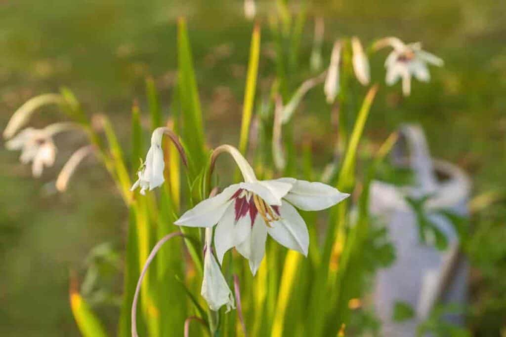 winter care summer bulbs