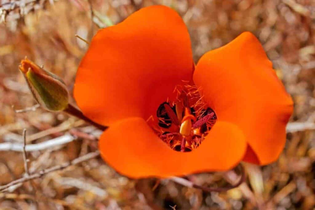 Calochortus Tulips
