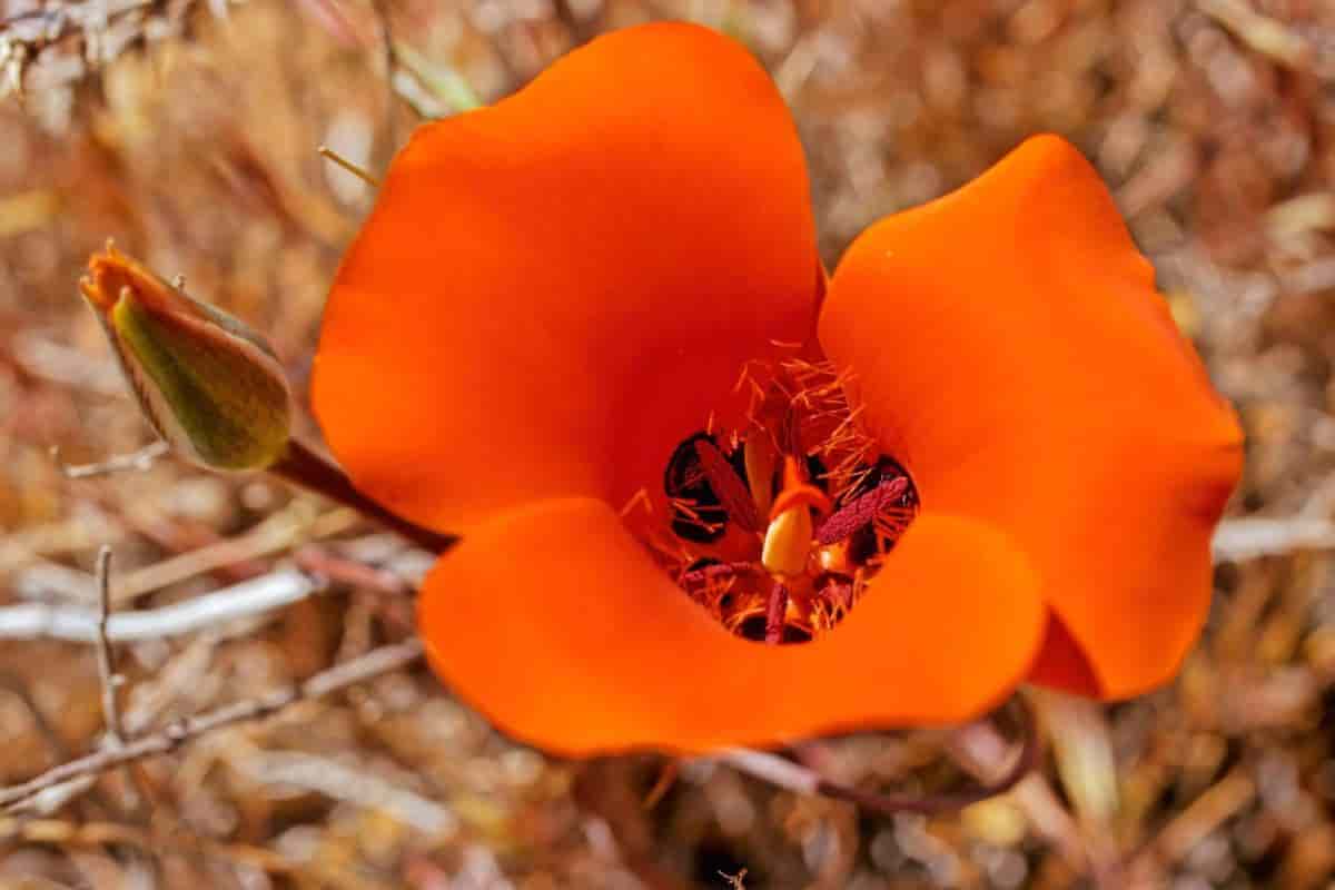 Calochortus Tulips