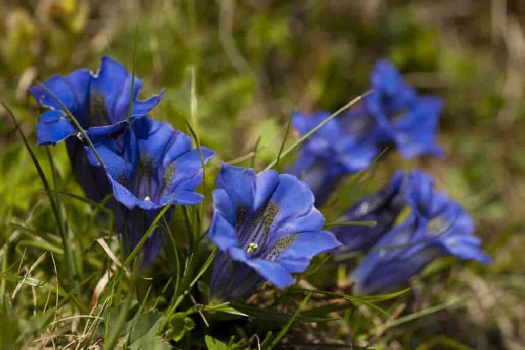 Growing Gentians
