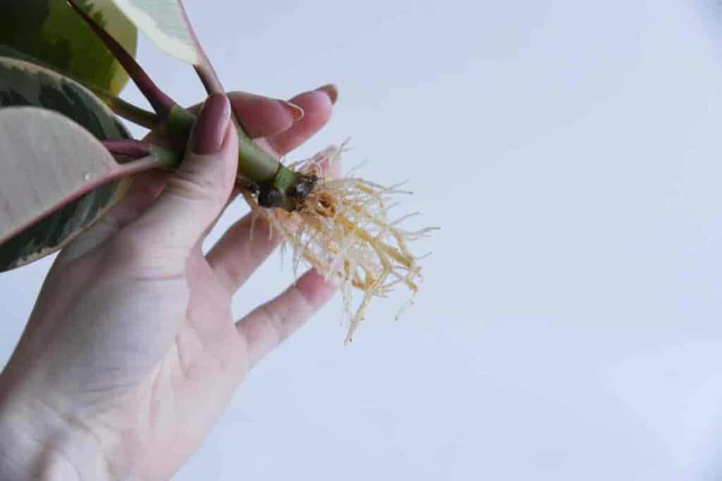 Autumn Propagation