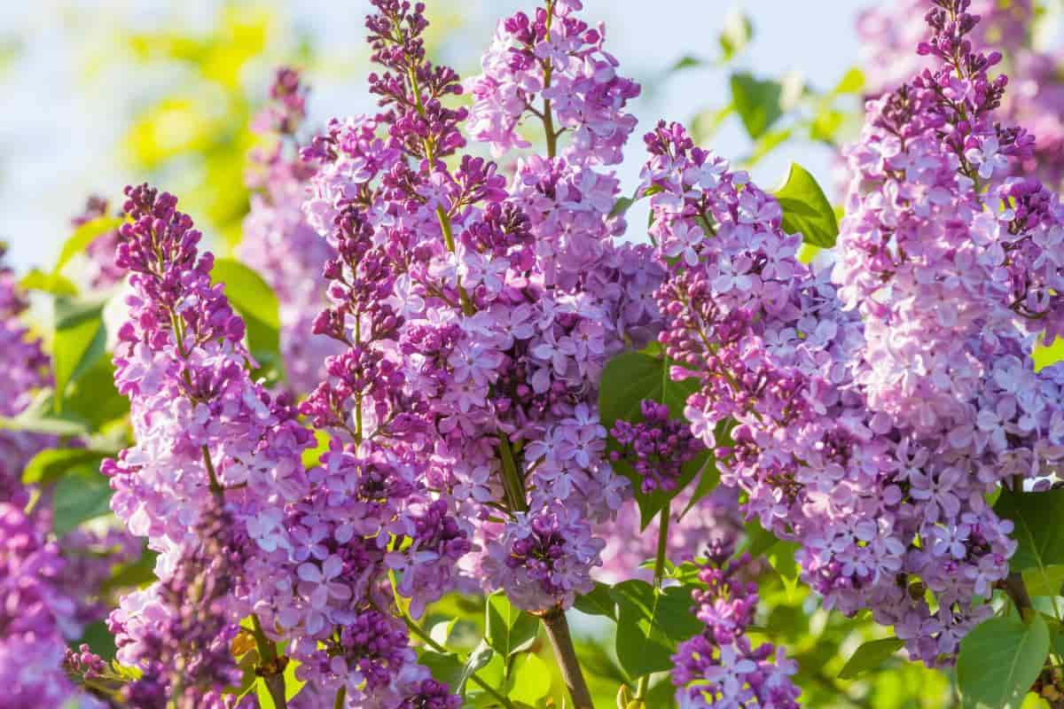 Lilac species