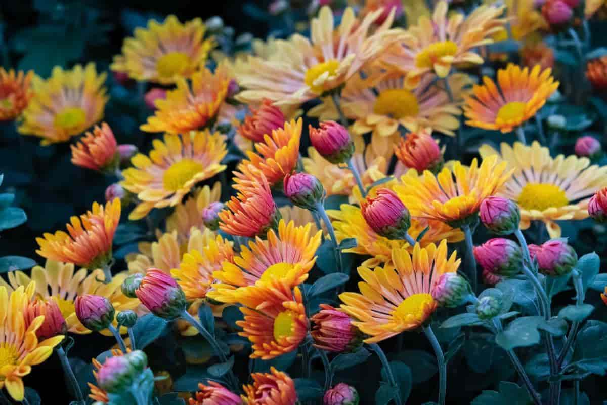 Winter Protection For Chrysanthemums