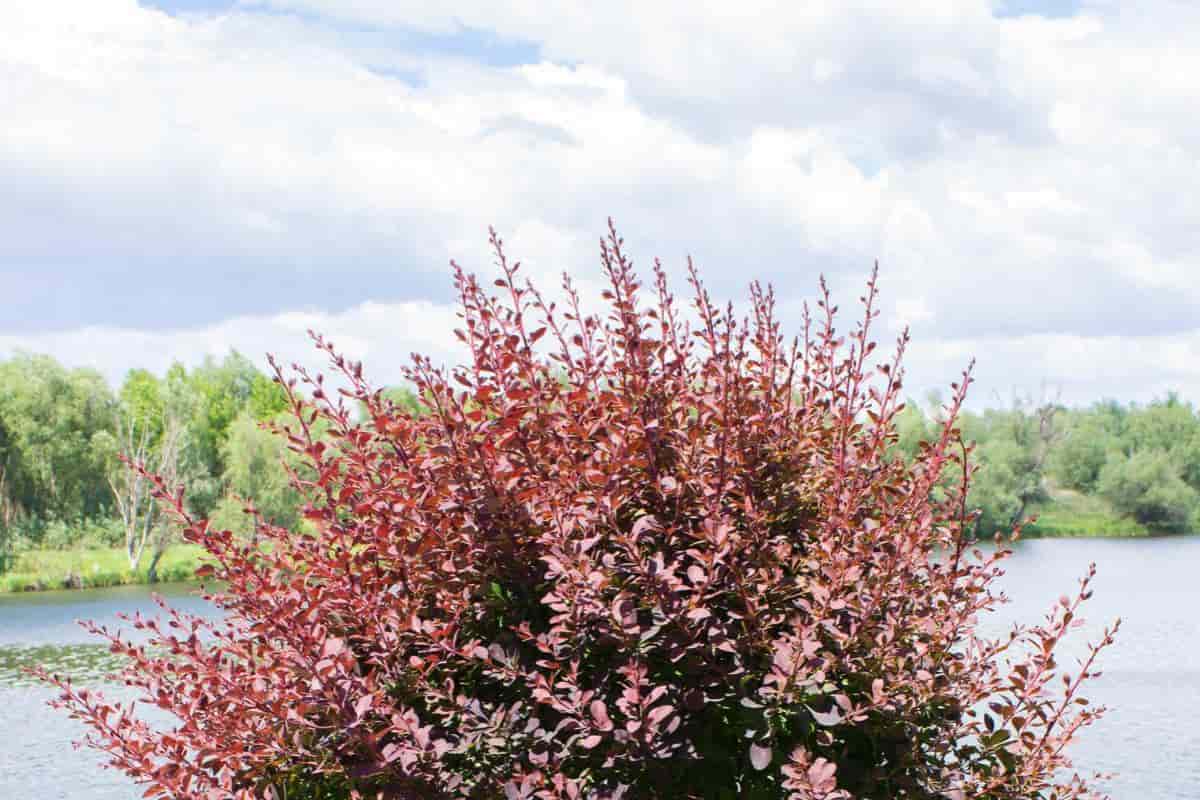 colored foliage shrubs