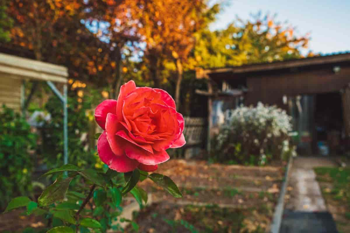 planting roses in the fall