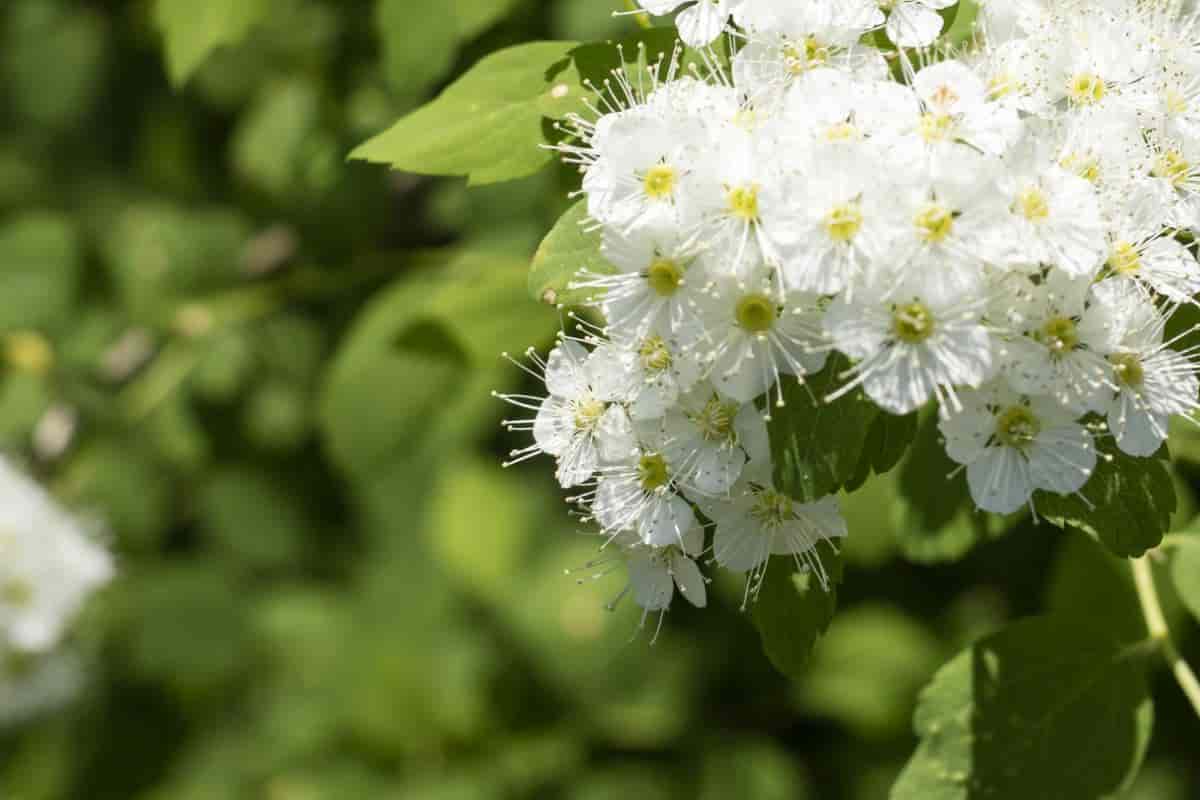 Viburnums