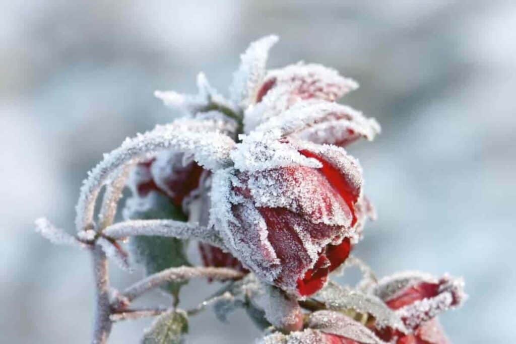 roses mums winter toll