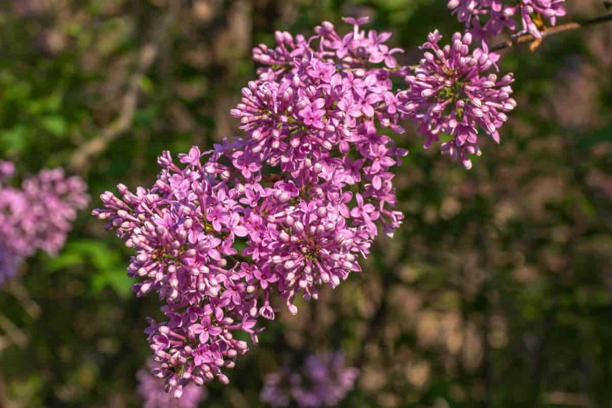 Overlooked Shrubs