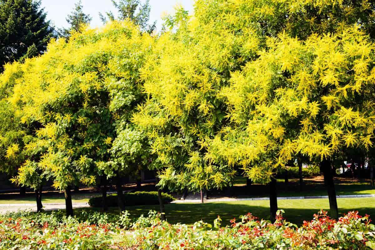 golden rain trees